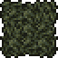 Contagion Mold Wall (placed) (Avalon).png
